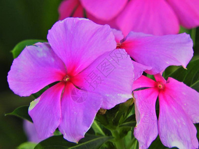 花园上美丽的粉红色花朵图片