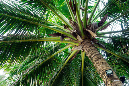 天空下的椰子树叶图片