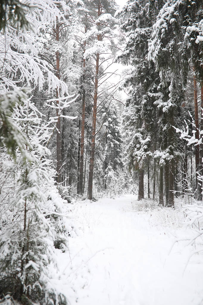 冬天风景雪下的森图片