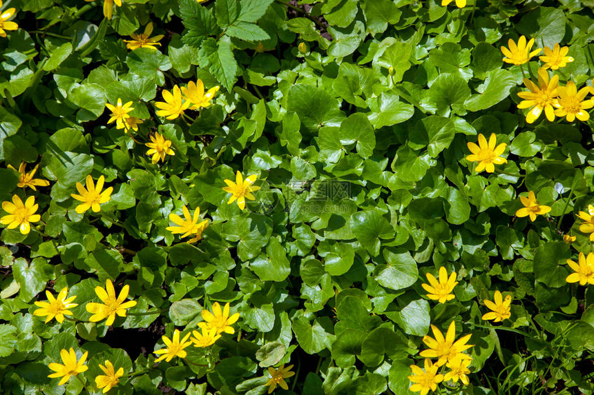 新鲜的绿色春天叶子背景与太阳光带头巾的紫罗兰绿草图片