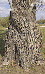 一棵带结的多年生大树的干图片