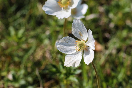 白木花背景图片