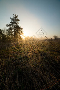 清晨的蜘蛛网一个日出中投图片