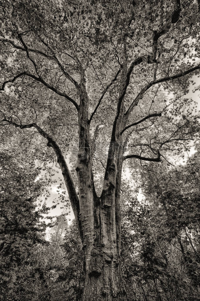 单色户外单色坠落自然和秋天林中一棵大树的风景照片图片