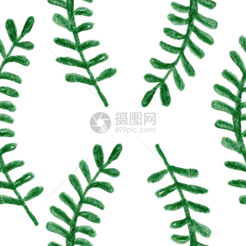 绿色罗勒科草本植物叶子绘图植物花卉图案图形图片