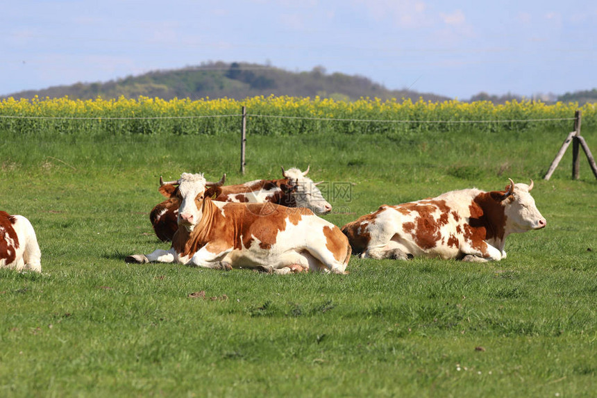 棕色和白色奶牛享受夏日阳光躺在图片