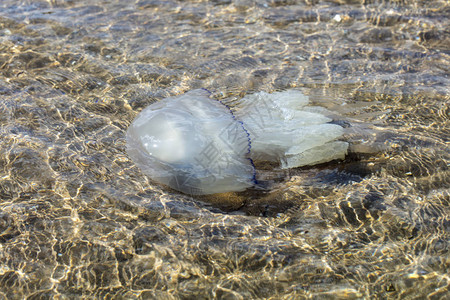 大型海洋水母在自然栖息地图片