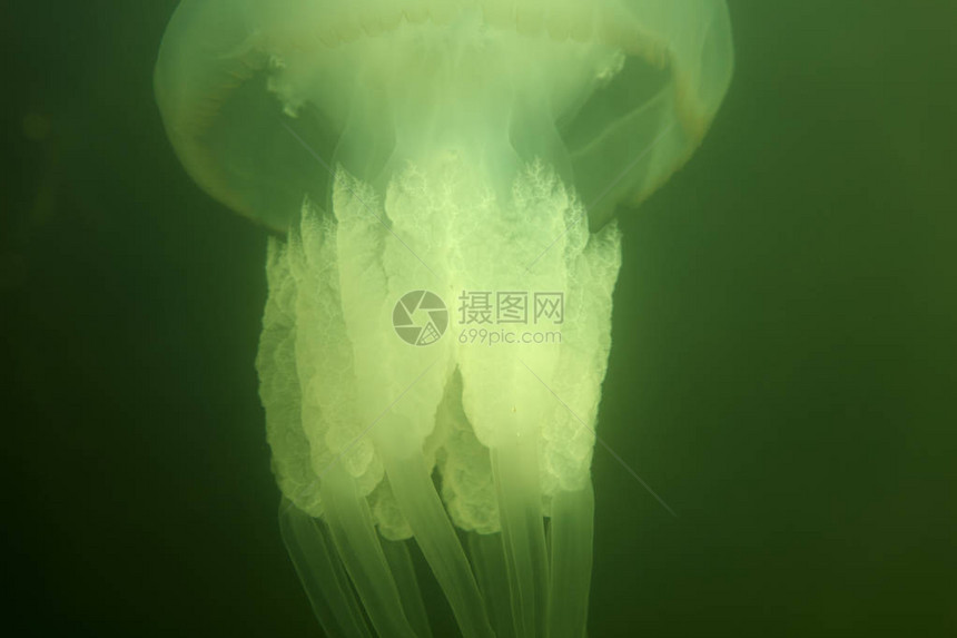大型海洋水母在自然栖息地图片