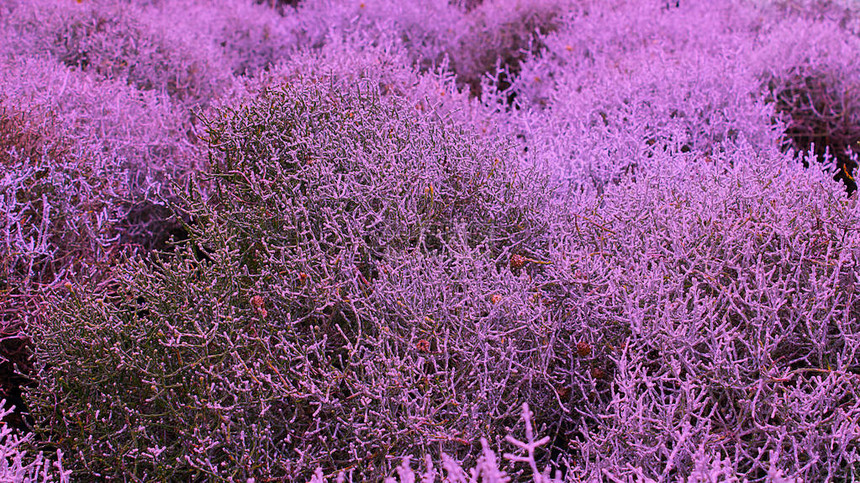 灌木干植物深紫色图片