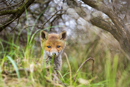 野生的年轻婴儿红狐狸幼崽vulpesvulps探索森林图片
