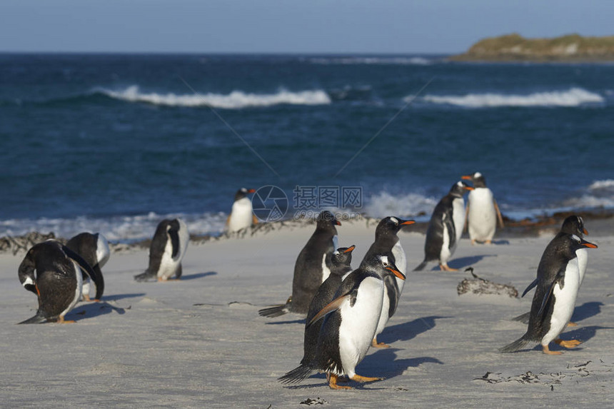 福克兰群岛海狮岛沙滩上的企鹅Pygoscelis图片