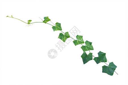 Ivy植物图片