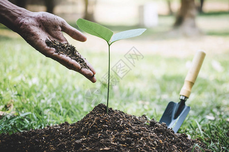 年轻人的手在花园里种植幼苗和生长成土壤的树图片