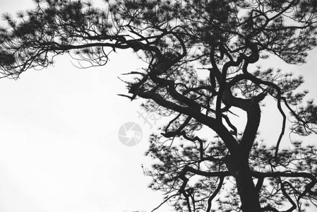 自然背景松树黑色阴影背景白色图片