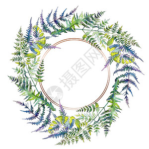 蕨绿叶植物园花卉叶子水彩背景插图集水彩画时尚水彩画孤立框架图片
