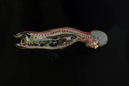 为医科大学生绘制人体器官插图图片