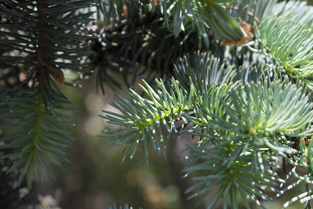 天然照片绿色夏日森林Fir树图片