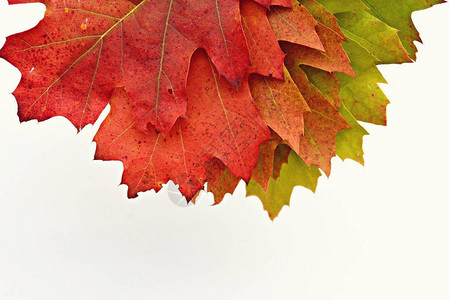 秋叶从绿色到红色的渐变与白色背景隔离图片