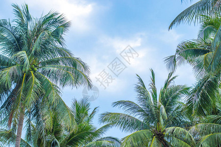 棕榈树向左和向右灌木蓝色天空中以白云图片