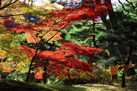 日本秋叶庭园风景图片