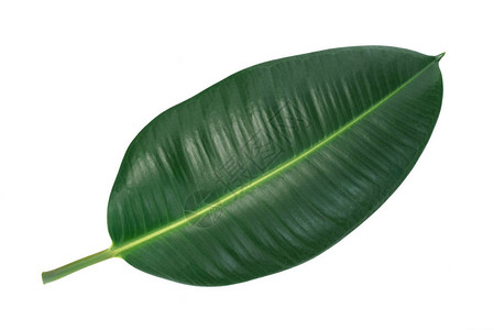 一片热带花叶的绿叶图片