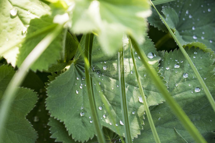 夏日花园绿色热带树叶与水滴背景图片