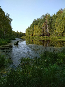 美丽的池塘在一个绿色和夏日的森林日图片