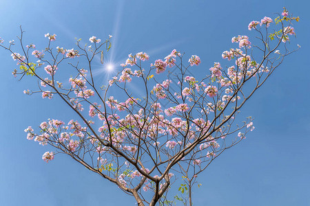 五月之节Tabebuiarosea或绽放与太阳星背景的粉红色喇叭这种花在每年的三月到五月开花背景