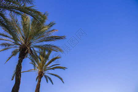 棕榈树对着蓝天概念热带假期图片