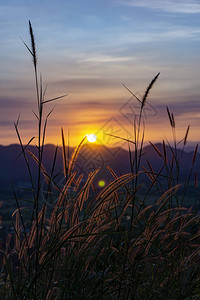 山后的日落花草树木夕阳照在草地上花朵有来自图片