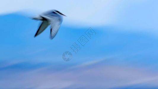 飞鸟运动模糊的天空背景自然鸟类的图片