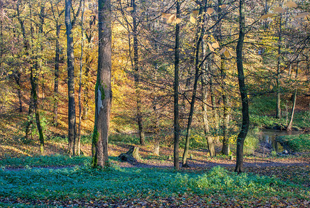 阴沉的秋日森林里的小溪流背景图片