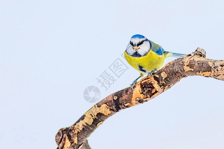 可爱的鸟儿和冬天白雪背景鸟类欧亚蓝图片
