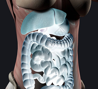 女腹部解剖学消化道3D插图图片