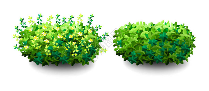 花园灌木绿色花园植被灌木图标用于装饰景观公园花园或绿色围栏的观赏植物灌木浓密的灌木丛春季和夏季卡背景图片