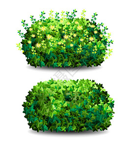 花园灌木绿色花园植被灌木图标用于装饰景观公园花园或绿色围栏的观赏植物灌木浓密的灌木丛春季和夏季卡背景图片