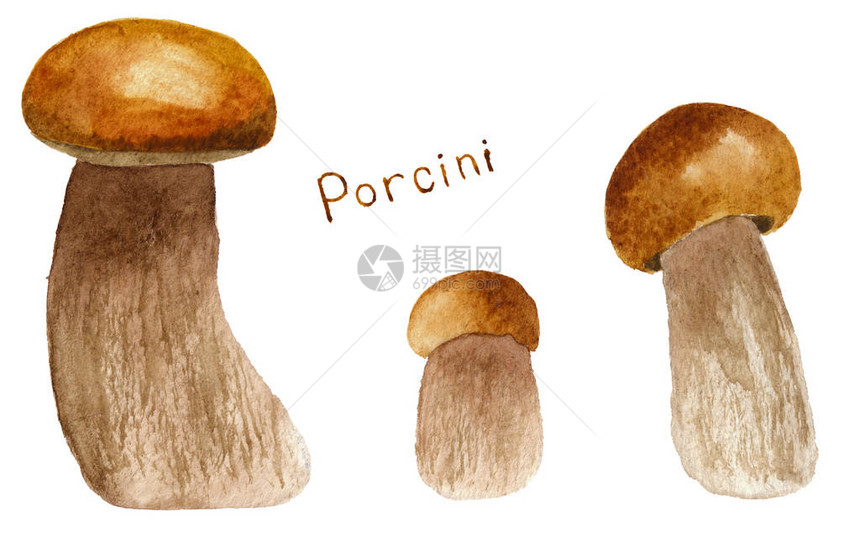 水彩组的蘑菇插图在白色背景下被隔离手绘一套牛肝菌夏季或秋季森林采伐厨房纺织模板手图片