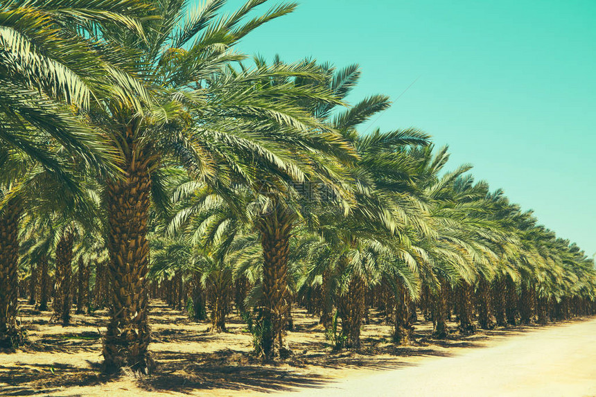 在以色列种植椰枣树图片