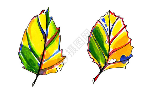 两个水彩风格的图形秋叶手绘柔和的黄色橙色和绿色蓝色红色和黑色墨水轮廓白色背景背景图片