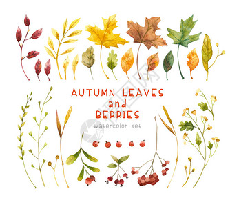 秋叶和浆果水彩插图集枫树橡树叶草时令花卉Dogrose图片