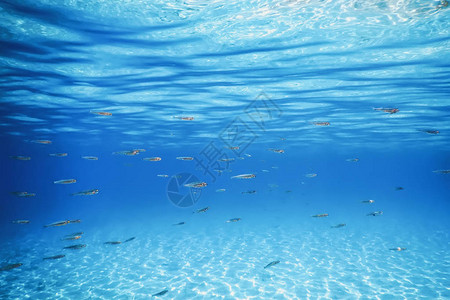 热带海洋中游过沙底的鱼群图片