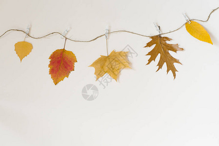 秋叶落挂在一根绳子上图片