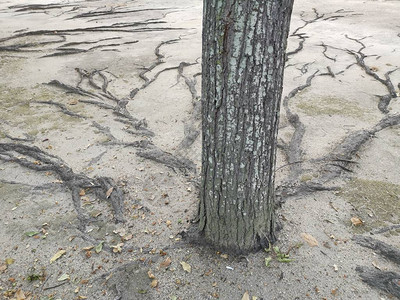 树根浮出水面在沙地上到处爬行背景图片