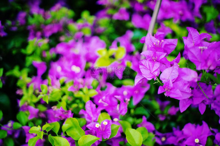 紫色花背景牵牛花关闭图片