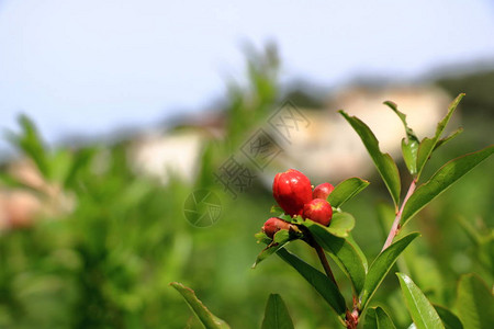 红普尼卡颗粒花在树上石榴花上背景图片