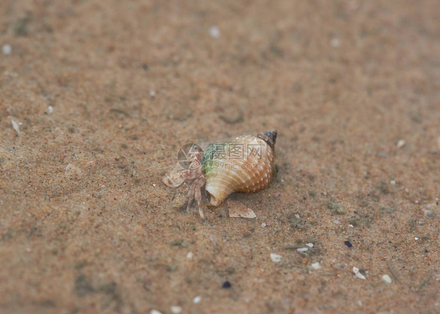 一只小寄居蟹在沙滩上爬行图片