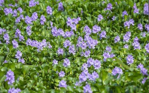 水葫芦花田在大自然中绽放出五颜六色的紫色高清图片