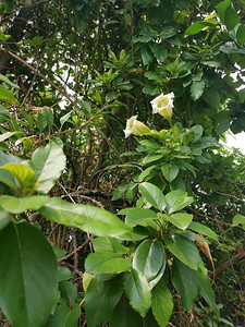 美丽的黄小号Solandragrandiflora花图片