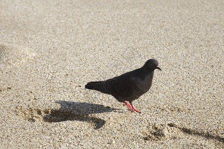 沙滩上的脚印和鸽子图片