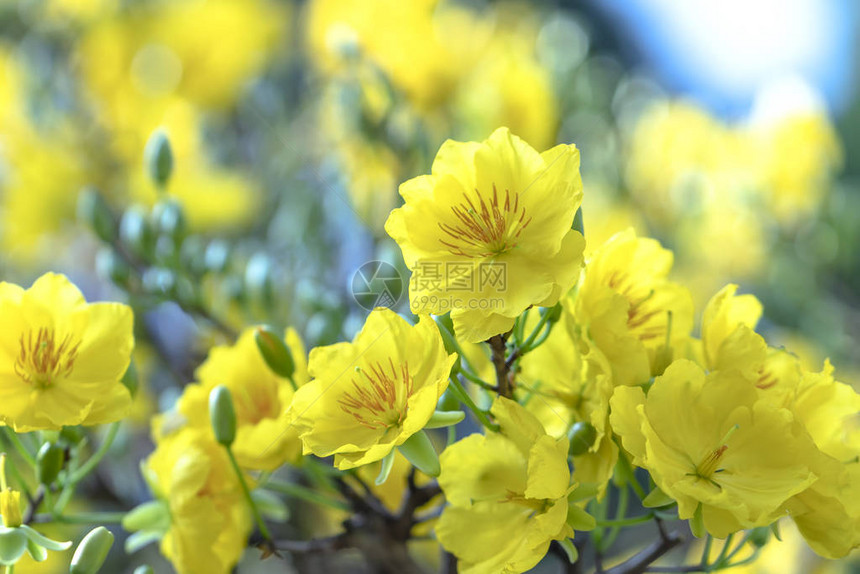 杏花开黄花香图片